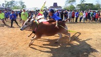 Serunya Karapan Sapi di Bangkalan, 64 Peserta Adu Cepat di Lintasan