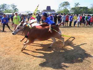Serunya Karapan Sapi di Bangkalan, 64 Peserta Adu Cepat di Lintasan