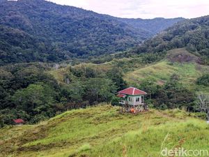 Syahdunya Pagi di Savana Long Tua: Menikmati Embun, Menanti Sang Banteng