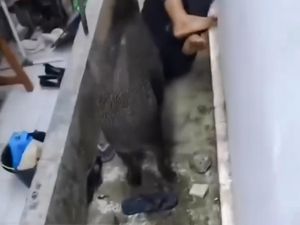Jabar Hari Ini: Aksi Pegawai SPPG Lawan Babi Hutan Agar Tak Serang Bocah