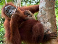 Selamat! Orang Utan Wenda Lahirkan Bayi Betina di Cagar Alam Aceh