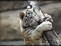 Gemas..., 3 Anak Harimau Bengal Putih Jadi Magnet Baru Kebun Binatang Malaysia