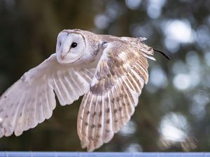 6 Tips Menjauhkan Burung Dares dari Rumah Agar Tidak Terkena Musibah