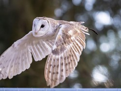 6 Tips Menjauhkan Burung Dares dari Rumah Agar Tidak Terkena Musibah