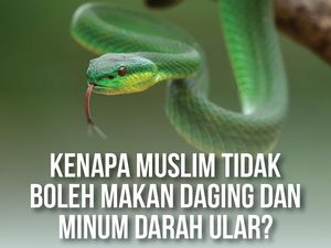 Kenapa Muslim Tidak Boleh Makan Daging dan Minum Darah Ular?