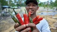 Keren! Mantan Teknisi Sukses Jadi Petani, Panen 1 Ton Cabai per Bulan