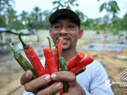 Keren! Mantan Teknisi Sukses Jadi Petani, Panen 1 Ton Cabai per Bulan