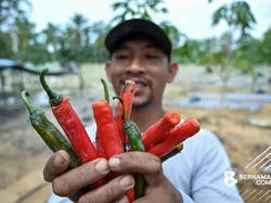 Keren! Mantan Teknisi Sukses Jadi Petani, Panen 1 Ton Cabai per Bulan