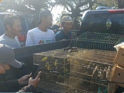 Karantina Bali Gagalkan Penyelundupan 284 Burung di Pelabuhan Gilimanuk