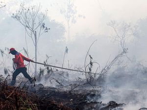 Lagi! Pria di Sampit Jadi Tersangka gegara Bakar Tumpukan Ranting
