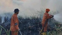 Video Ribuan Hektare Lahan di Sumsel Juga Terbakar, 11.567 Personel Diterjunkan