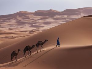 Derita Unta-Unta di Afrika karena Panas Ekstrem, Kaki Melepuh, Mata Berair, Sebagian Mati