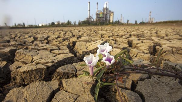 Air Embung Surut, Nasib Ratusan Hektare Sawah Indramayu di Ujung Ancaman