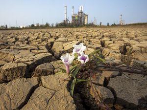 Air Embung Surut, Nasib Ratusan Hektare Sawah Indramayu di Ujung Ancaman