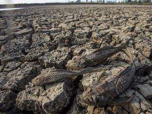 Curhat Petani Padi di Teluk Sampit Terancam Gagal Panen Imbas Kemarau