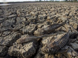 Curhat Petani Padi di Teluk Sampit Terancam Gagal Panen Imbas Kemarau