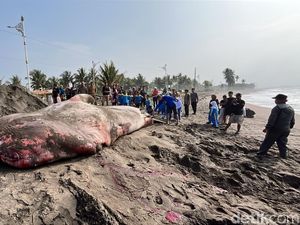 Hiu Tutul 1,5 Ton Terdampar dan Mati di Pantai Batukaras