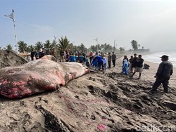 Sedih, Hiu Tutul Raksasa Mati Terdampar di Pantai Batukaras