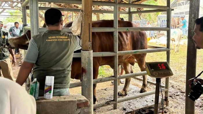 33.430 Ton Pakan Ternak Disiapkan untuk Percepat Pemulihan Peternak di Aceh Bantuan pakan ternak untuk Aceh