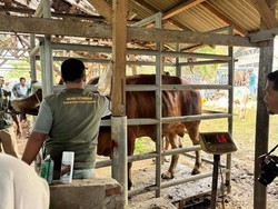 33.430 Ton Pakan Ternak Disiapkan untuk Percepat Pemulihan Peternak di Aceh