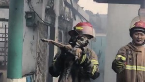 Damkar Depok Evakuasi Anjing Terjebak dalam Kebakaran Rumah di Sukmajaya