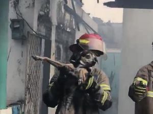 Damkar Depok Evakuasi Anjing Terjebak dalam Kebakaran Rumah di Sukmajaya