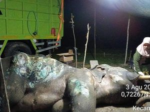 Kabar Duka dari PLG Minas, Gajah Binaan Jovi Mati Usai Dirawat Intensif 34 Hari