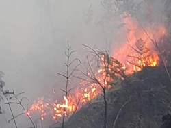 Hutan di Gunung Bromo Kebakaran, 3 Akses Masuk Wisata Ditutup