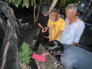 Mahasiswa di Bangka Tengah Ditangkap Polisi karena Tanam Ganja