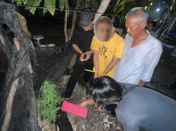 Mahasiswa di Bangka Tengah Ditangkap Polisi karena Tanam Ganja