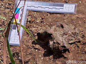 Kata BRIN soal Temuan Fosil Hewan Purba di Tepi Sungai Piji Kudus
