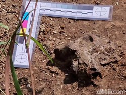 Kata BRIN soal Temuan Fosil Hewan Purba di Tepi Sungai Piji Kudus