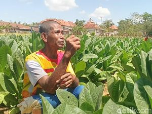Kisah Mistis di Balik Suara Gemercik dari Sawah Sampang
