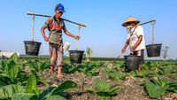 Petani Tembakau di Nganjuk Berbagi Air Sumur Hadapi Kemarau Panjang