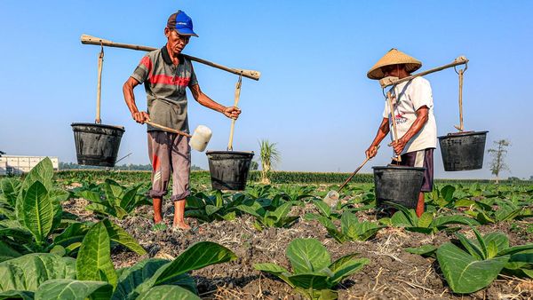Petani Tembakau di Nganjuk Berbagi Air Sumur Hadapi Kemarau Panjang