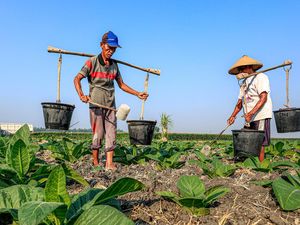 Petani Tembakau di Nganjuk Berbagi Air Sumur Hadapi Kemarau Panjang