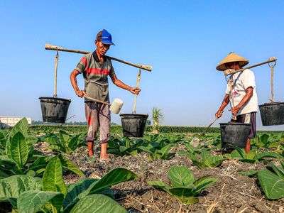 Petani Tembakau di Nganjuk Berbagi Air Sumur Hadapi Kemarau Panjang