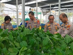 Polda Metro Panen 82 Kg Pakcoy untuk Dukung Program Makan Bergizi Gratis