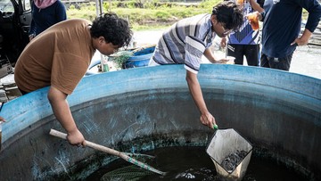 Tambak Modern Udang Vaname Hadirkan Solusi Budi Daya Efisien
