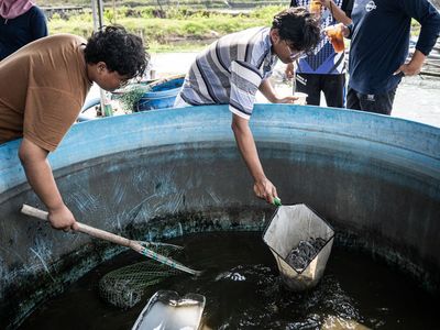 Tambak Modern Udang Vaname Hadirkan Solusi Budi Daya Efisien