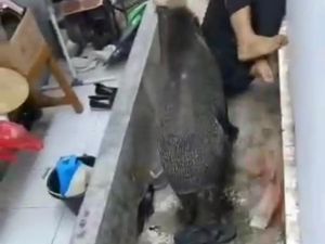 Viral Babi Hutan Ngamuk Seruduk Pemuda di Kuningan