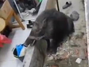 Penjelasan BBKSDA Jabar soal Teror Babi Hutan di Kuningan-Bandung Barat