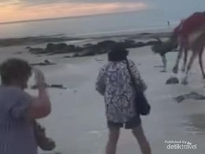 Unta Mengamuk, Sampai-sampai Bikin Turis Terlempar dan Menghantam Pasir