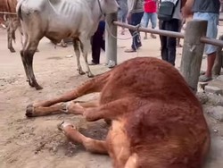 Sapi Mendadak Ambruk di Pasar Prambanan Klaten Bikin Histeris Warga