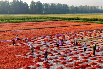 Cuaca Cerah Dimanfaatkan Petani China untuk Olah Hasil Panen Cabai