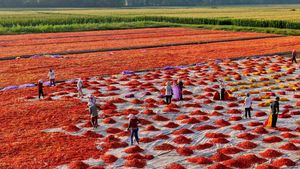 Cuaca Cerah Dimanfaatkan Petani China untuk Olah Hasil Panen Cabai