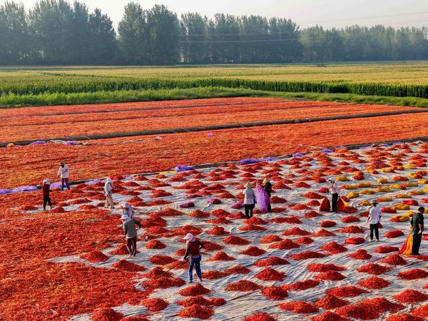 Cuaca Cerah Dimanfaatkan Petani China untuk Olah Hasil Panen Cabai