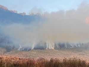 239,2 Ha Lahan dan Hutan di Jatim Terbakar Selama Musim Kemarau ini