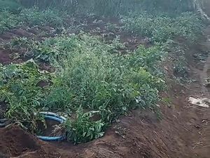 Viral Teror Maling Kentang di Kebun Warga Sumberbrantas Kota Batu