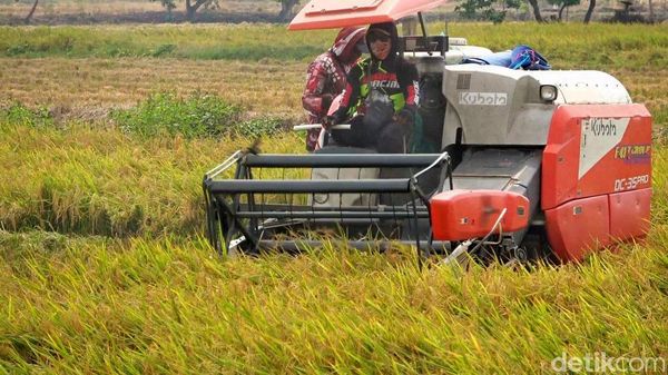 Gabah Tembus Rp 8.200/Kg, Petani Lamongan Semringah